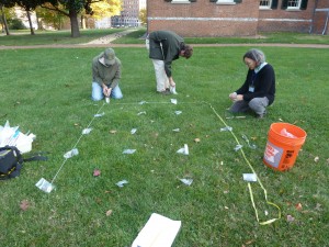 Turf site, Baltimore, USA