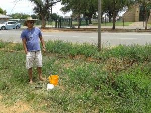 Ruderal site, Potchefstroom, South Africa