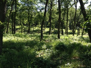 Reference site, Budapest, Hungary