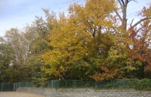 Remnant forest, Baltimore, USA